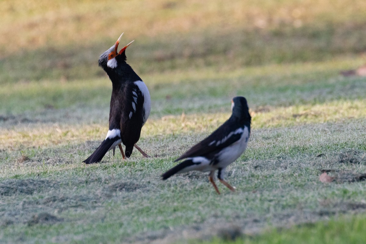 Siamese Pied Starling - ML615726297