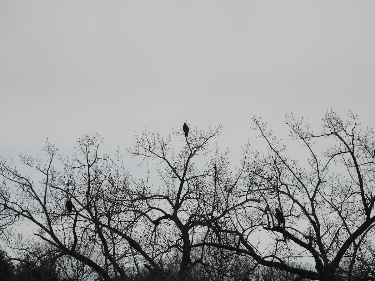 Weißkopf-Seeadler - ML615726370