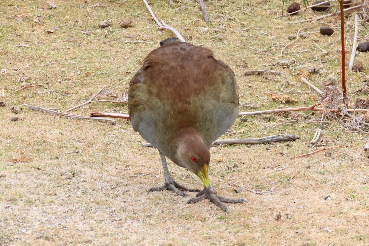 Tasmanian Nativehen - Christine Rand