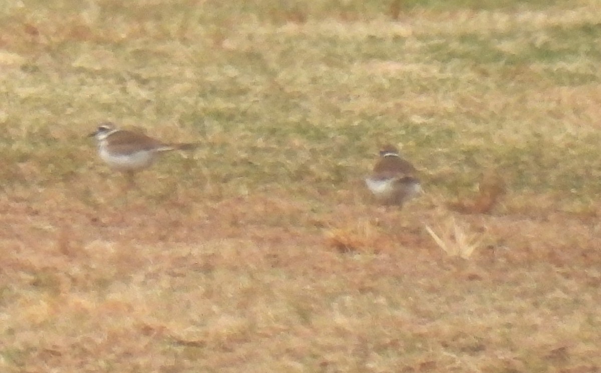 Killdeer - ML615726470