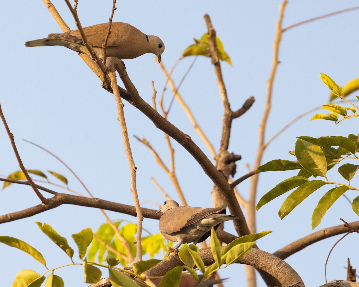 Red Collared-Dove - ML615726472