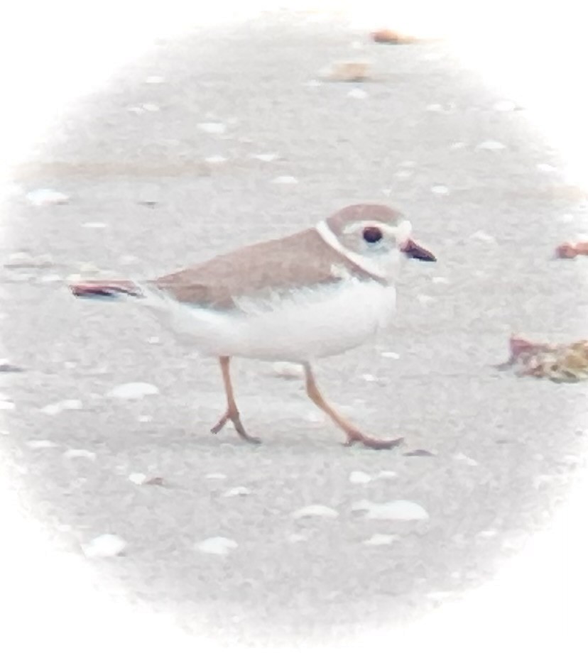 Piping Plover - ML615726488