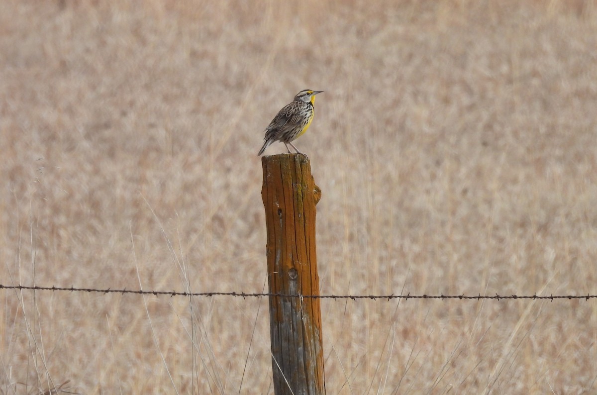 Eastern Meadowlark (Eastern) - Clayton Will