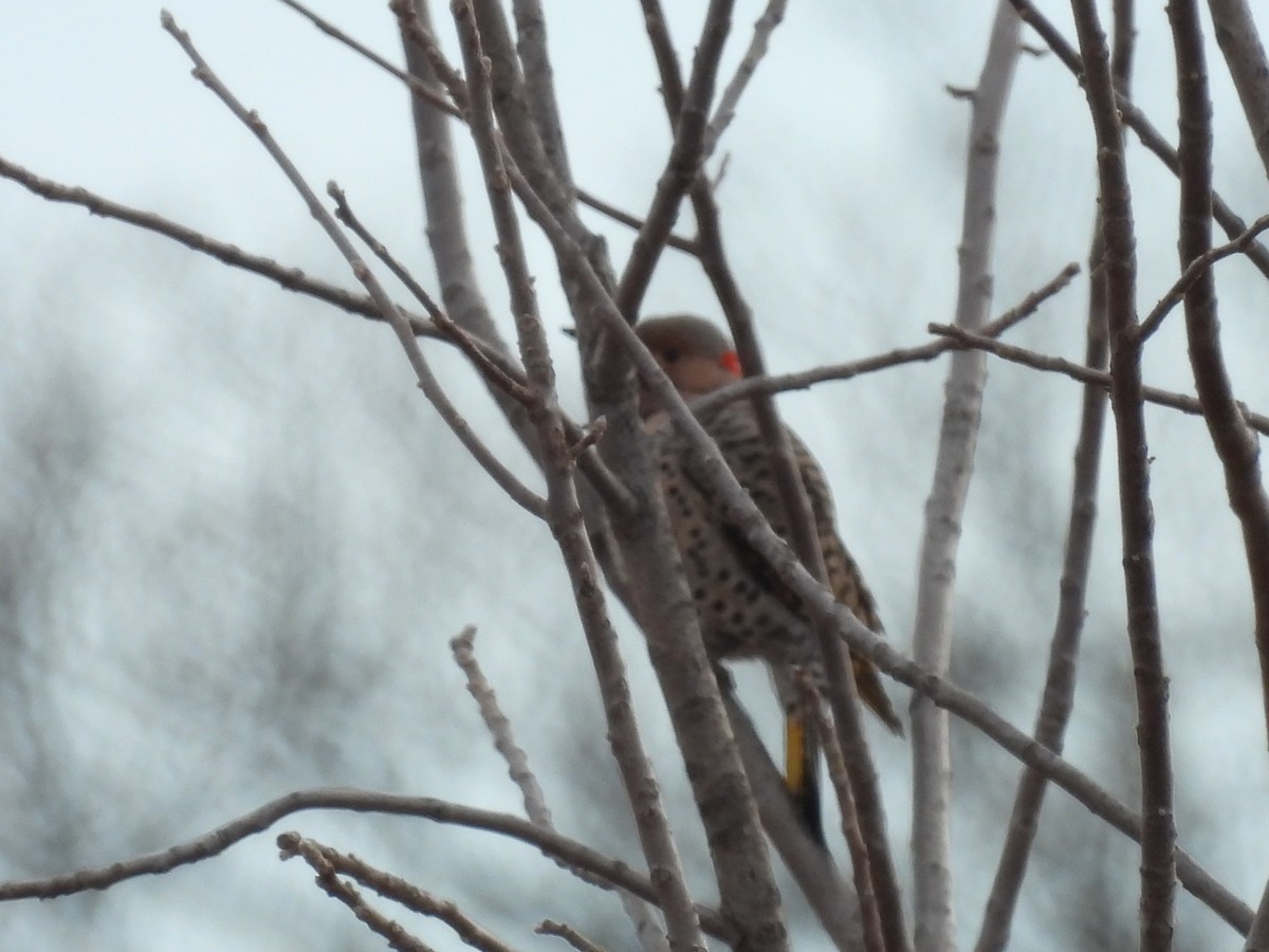 Northern Flicker (Yellow-shafted) - Clayton Will