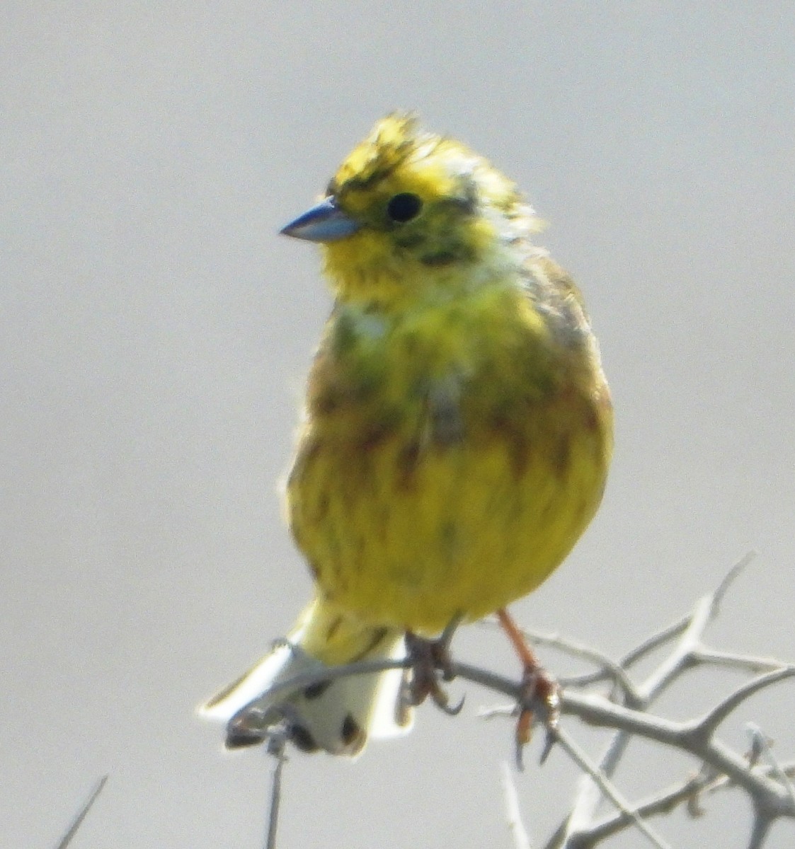 Yellowhammer - ML615726545