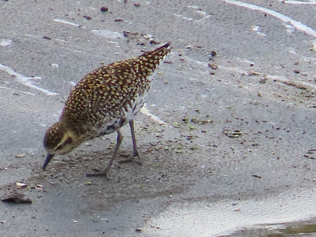 Pacific Golden-Plover - ML615726563