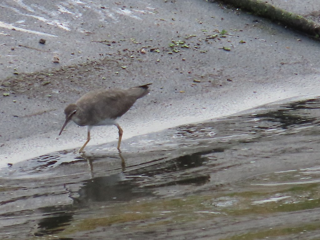 Wandering Tattler - ML615726576