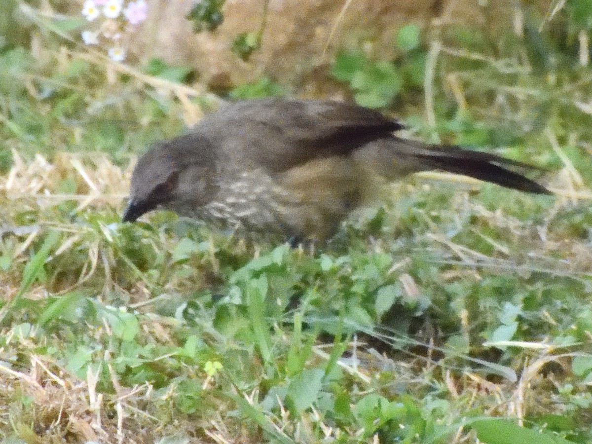 Arrow-marked Babbler - Colin Fisher