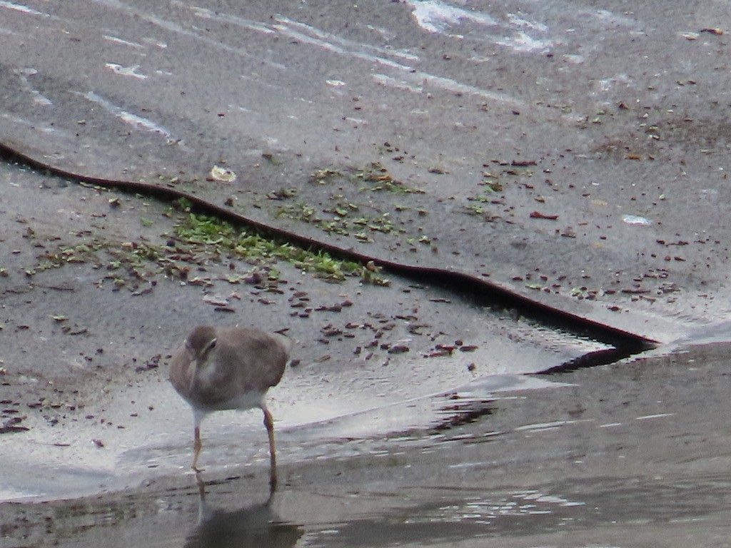 Wandering Tattler - ML615726587