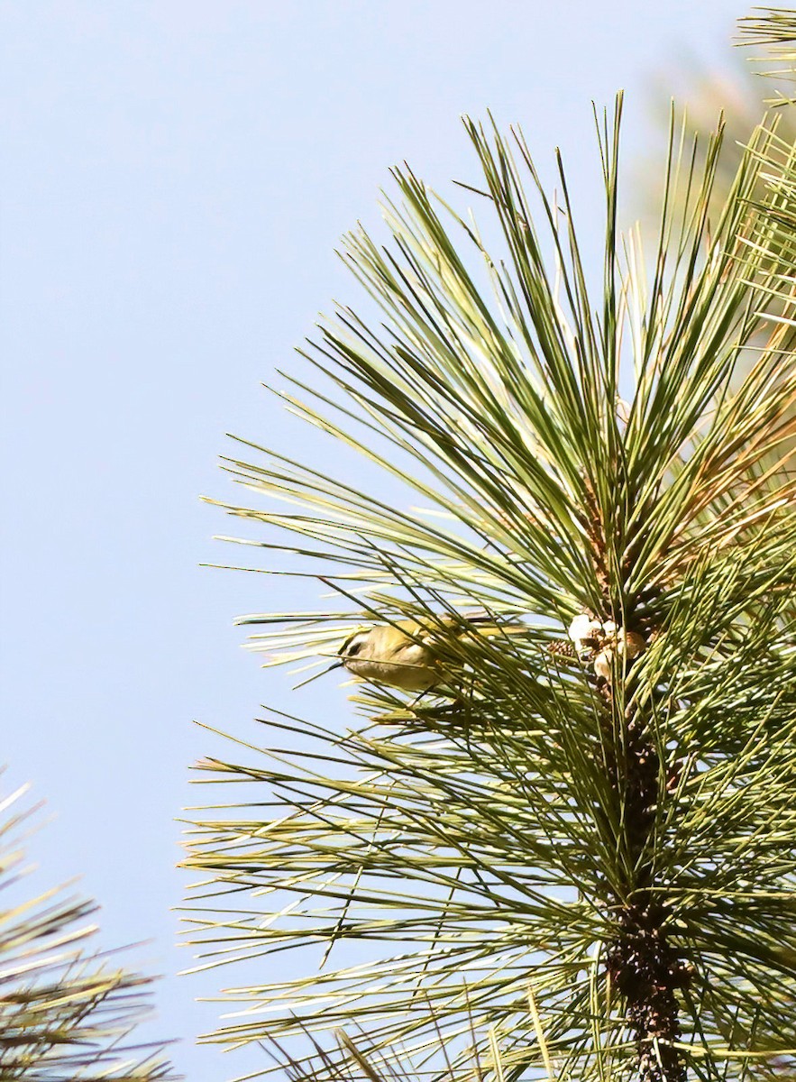 Golden-crowned Kinglet - ML615726600