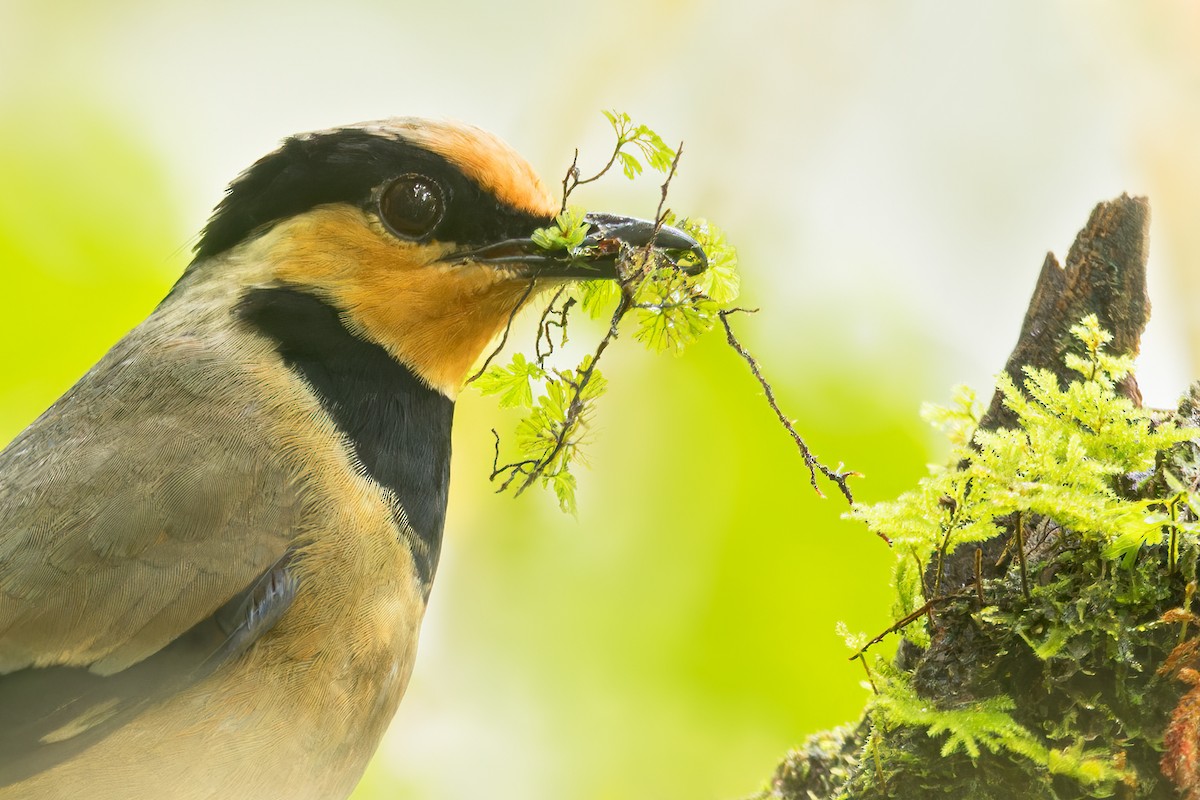 Fruit-hunter - ML615726621