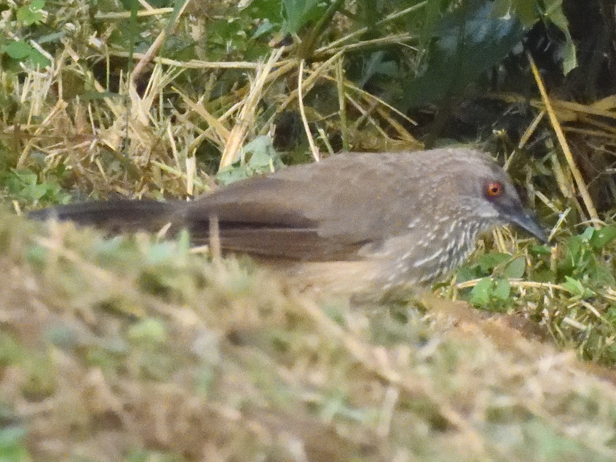 Arrow-marked Babbler - Colin Fisher