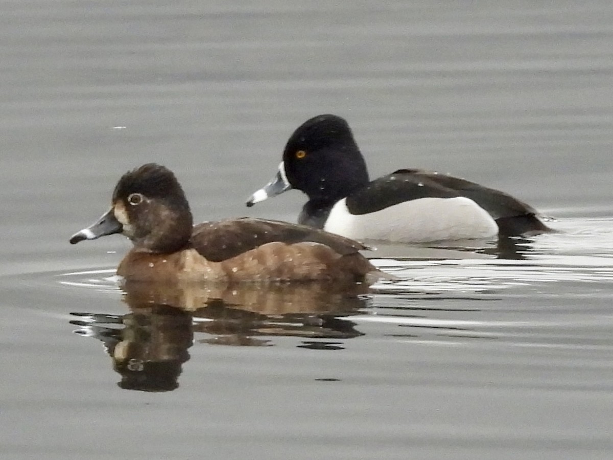 Ring-necked Duck - ML615726760