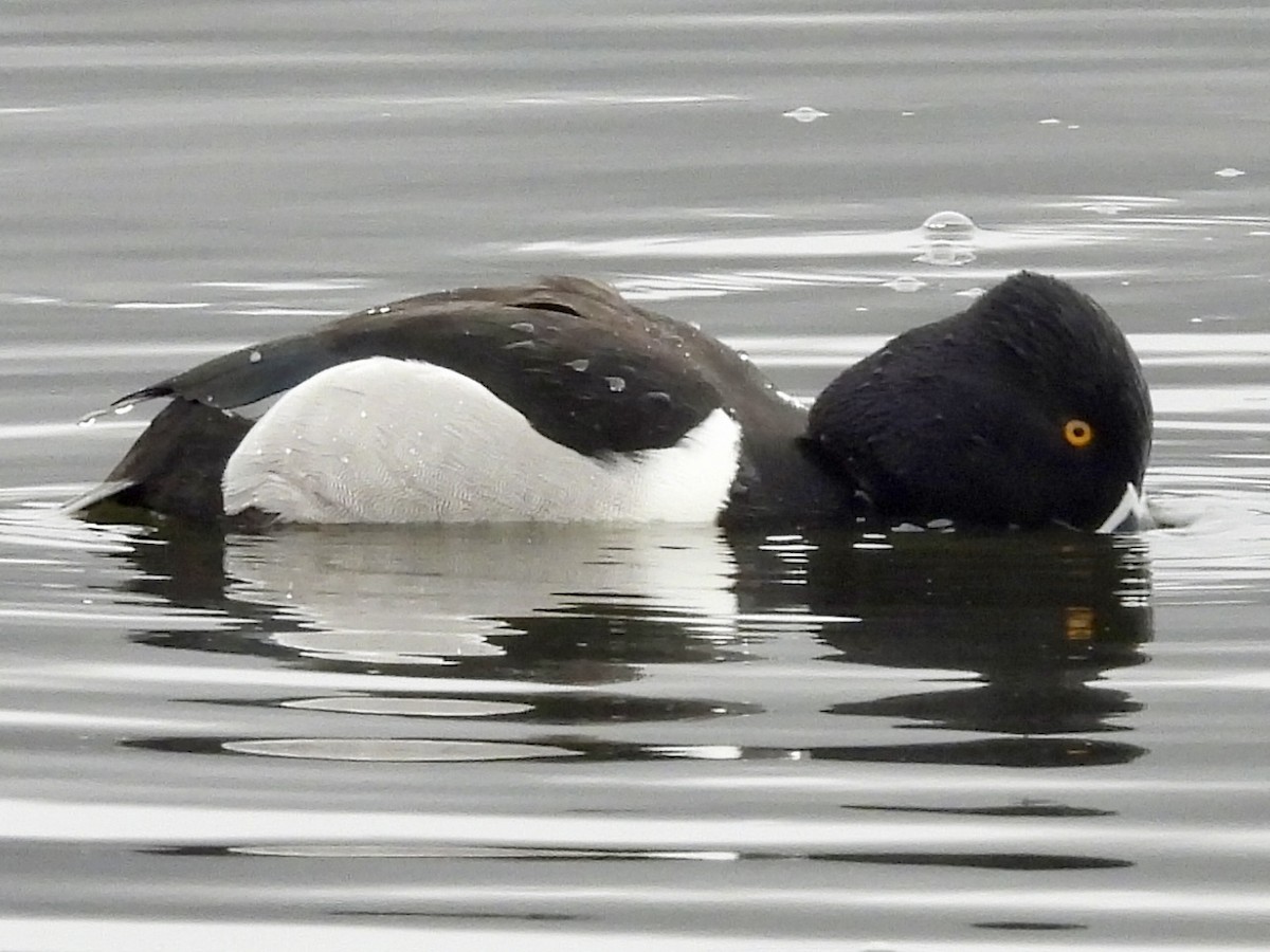 Ring-necked Duck - ML615726761