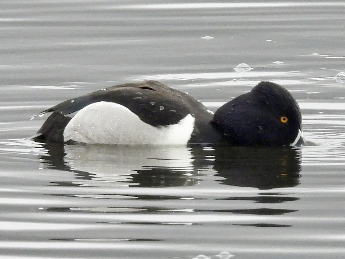 Ring-necked Duck - ML615726762