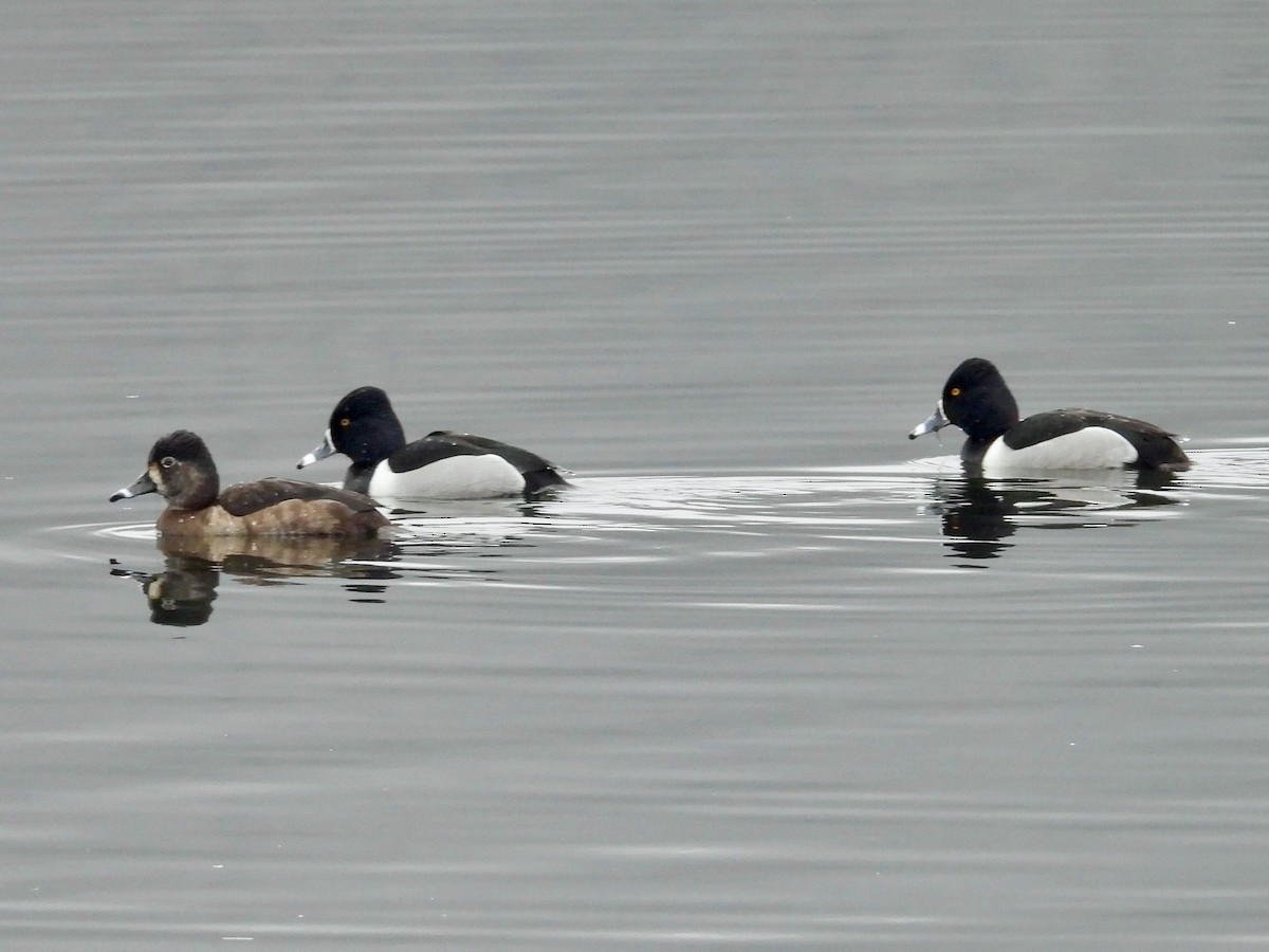 Ring-necked Duck - ML615726763