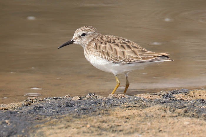 Least Sandpiper - Tony Godfrey