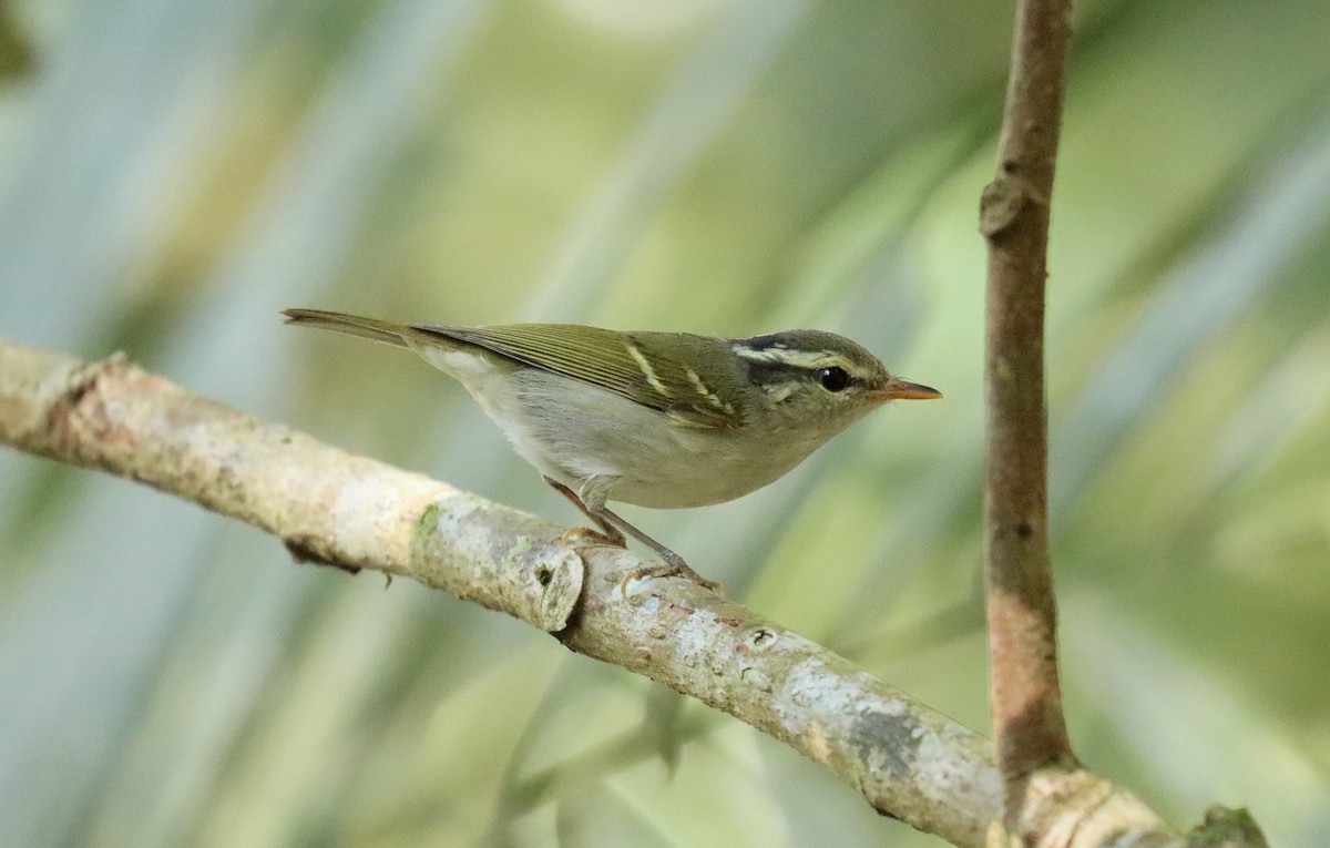 Claudia's Leaf Warbler - ML615726801