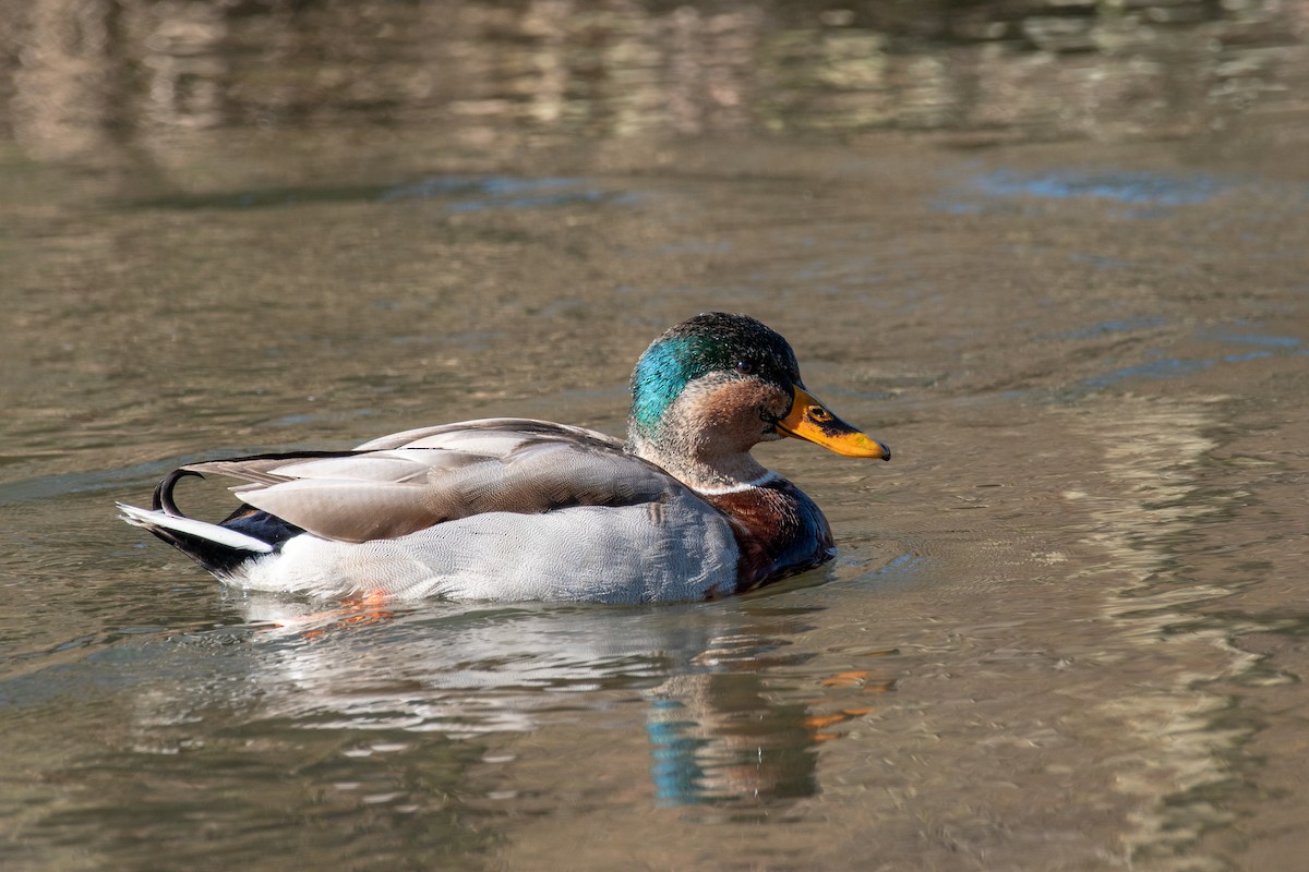 Mallard - ML615726811