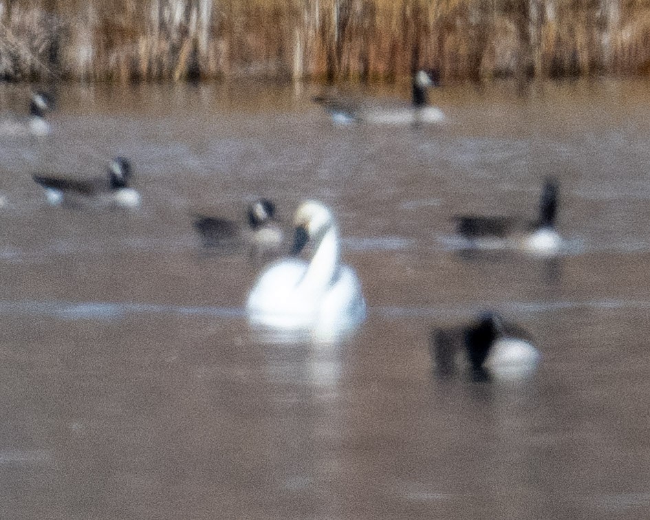 Tundra Swan - Betty Fenton