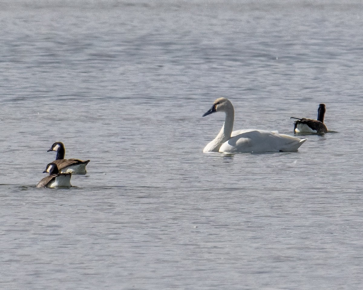 Tundra Swan - Betty Fenton