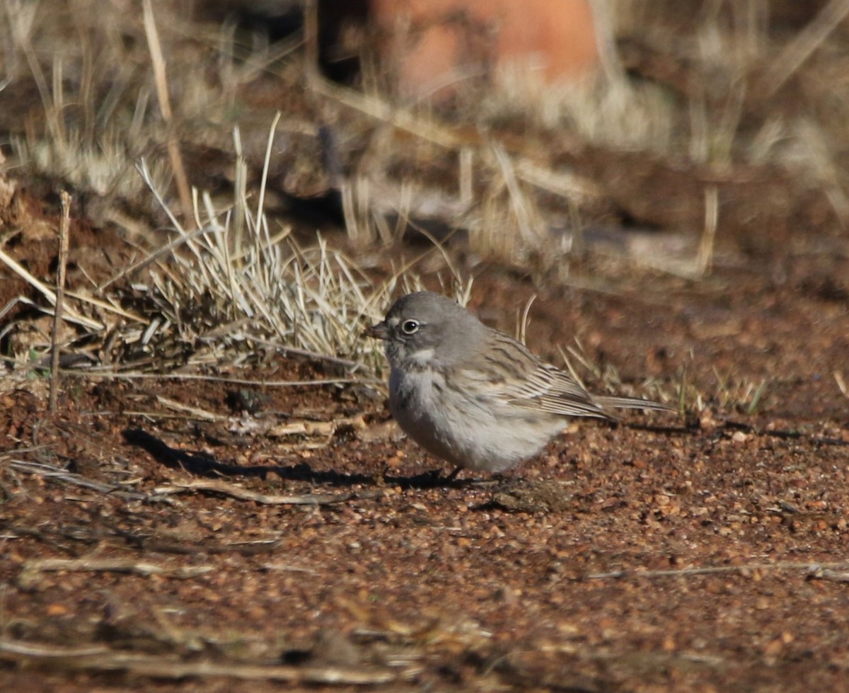 Sagebrush Sparrow - ML615726823