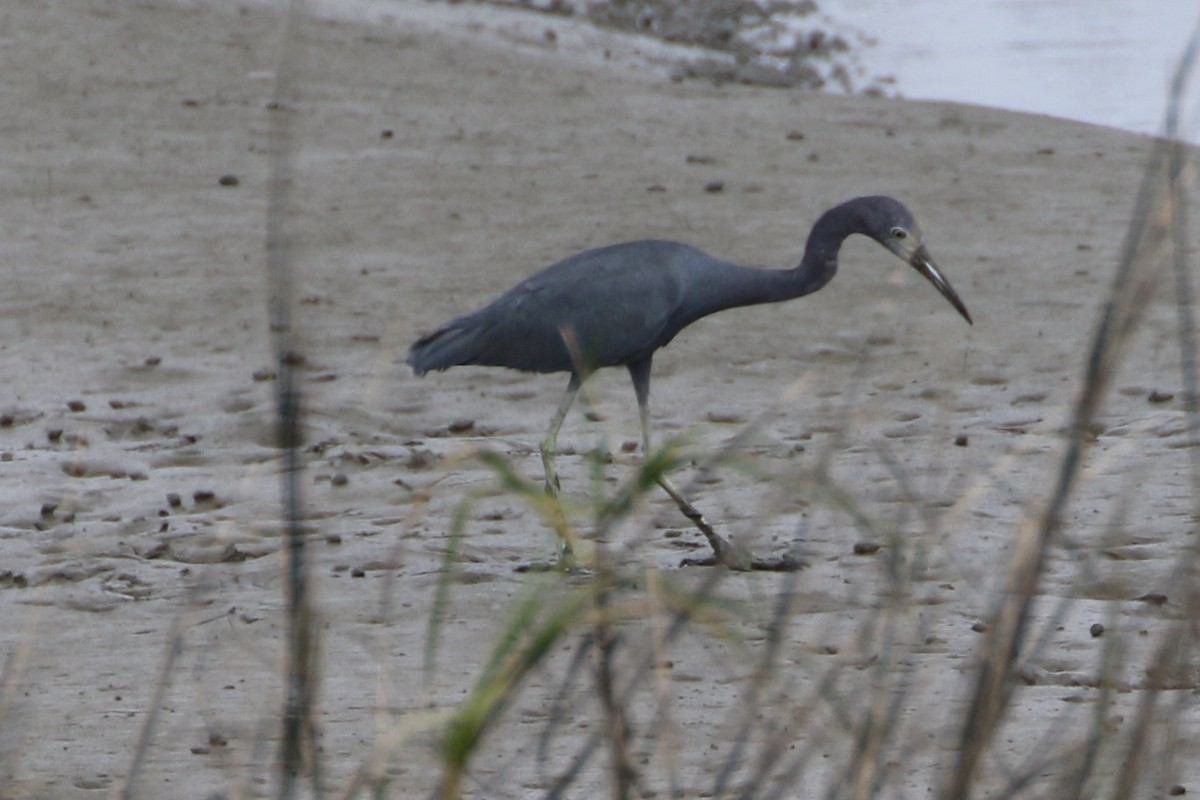 Little Blue Heron - ML615726825