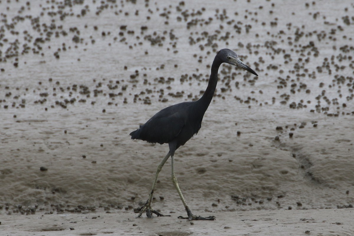 Little Blue Heron - ML615726826