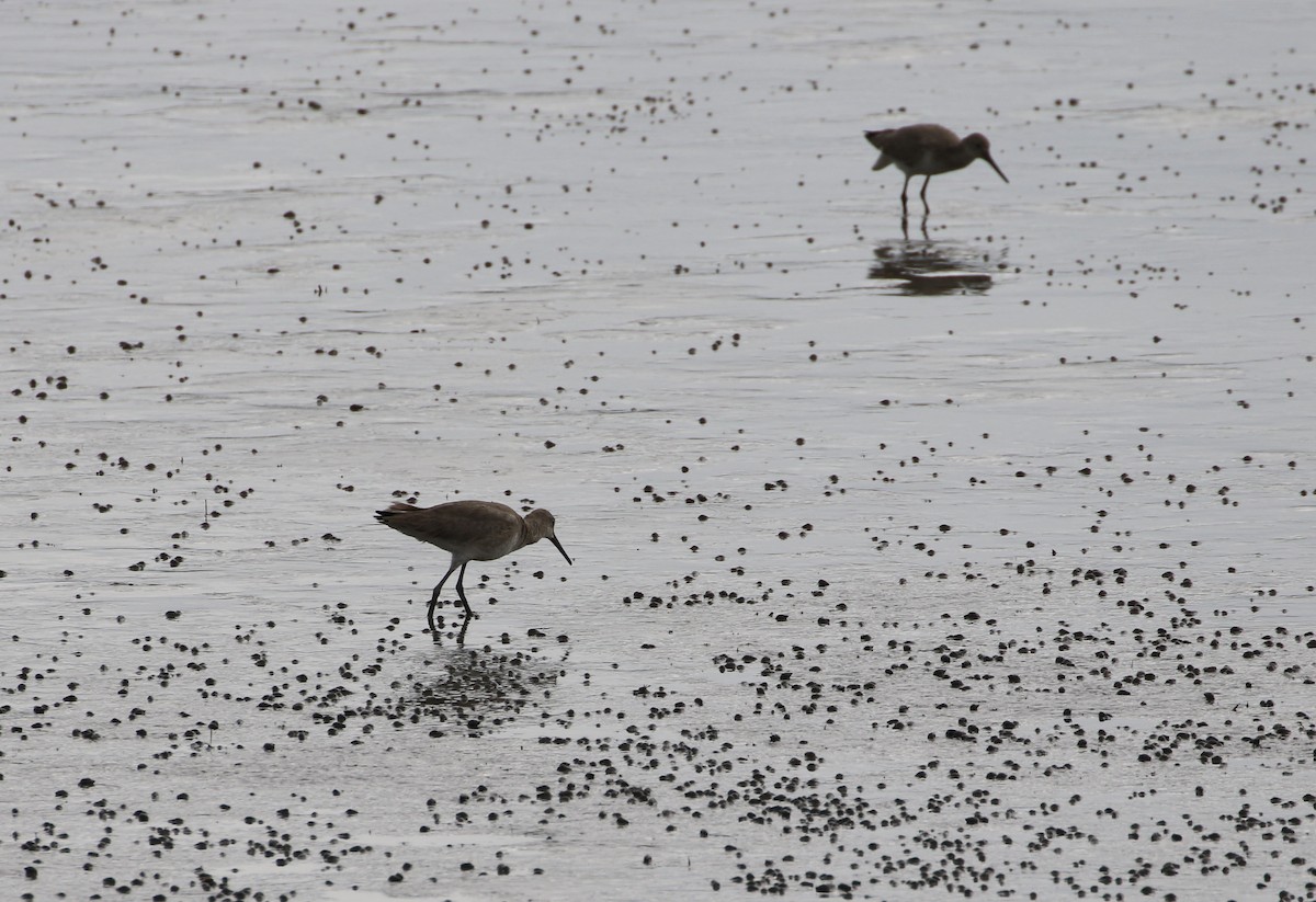 Willet - Karen & Tom Beatty