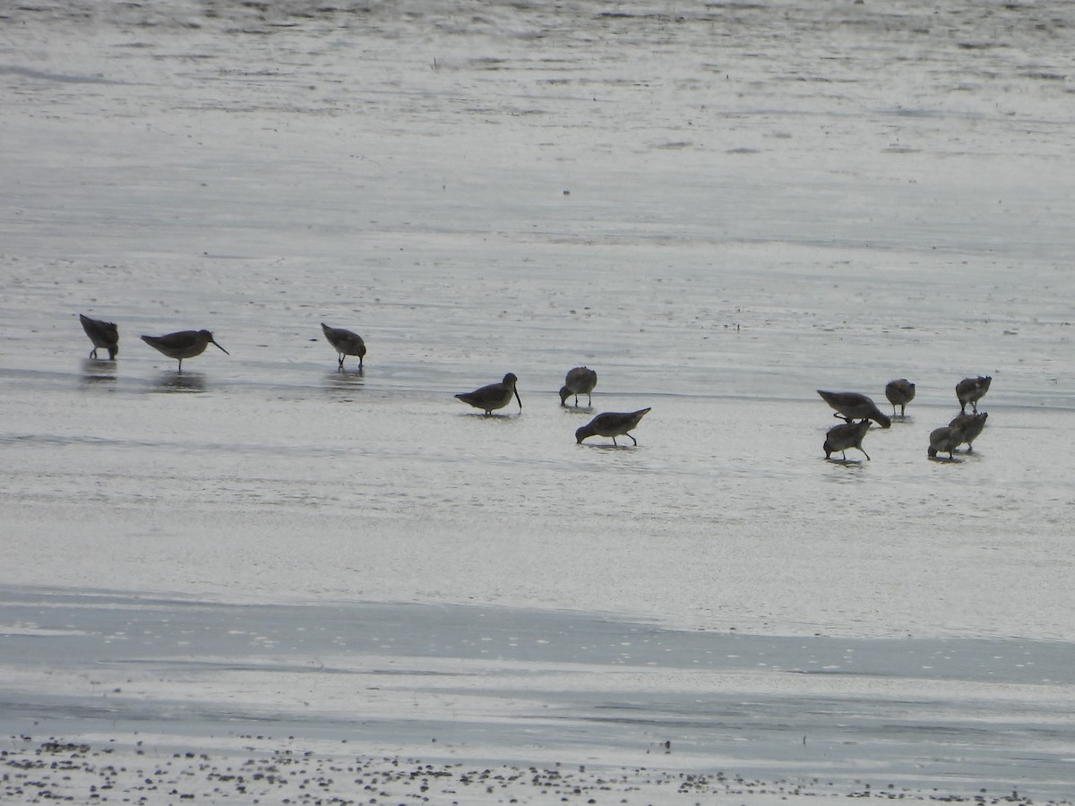 Short-billed Dowitcher - ML615726829