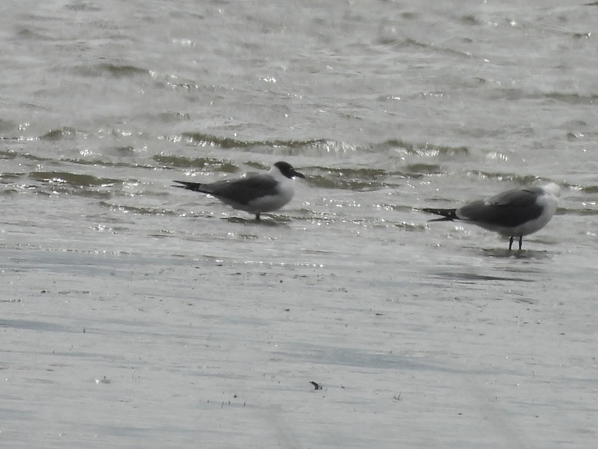 Laughing Gull - ML615726832