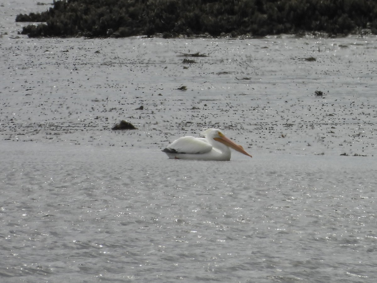 American White Pelican - ML615726840