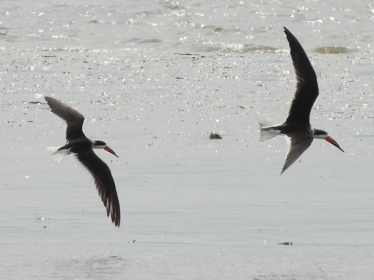 Black Skimmer - ML615726841