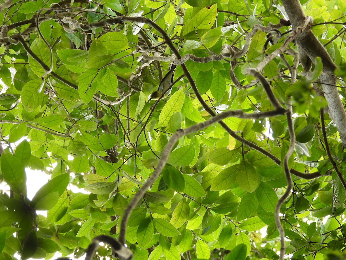 Yellow-throated Vireo - ML615726925