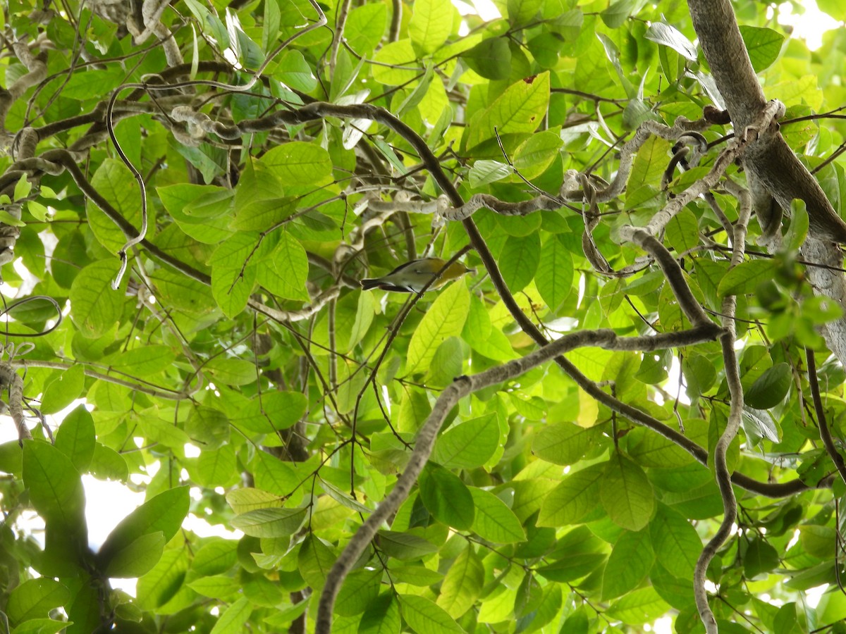 Yellow-throated Vireo - ML615726933