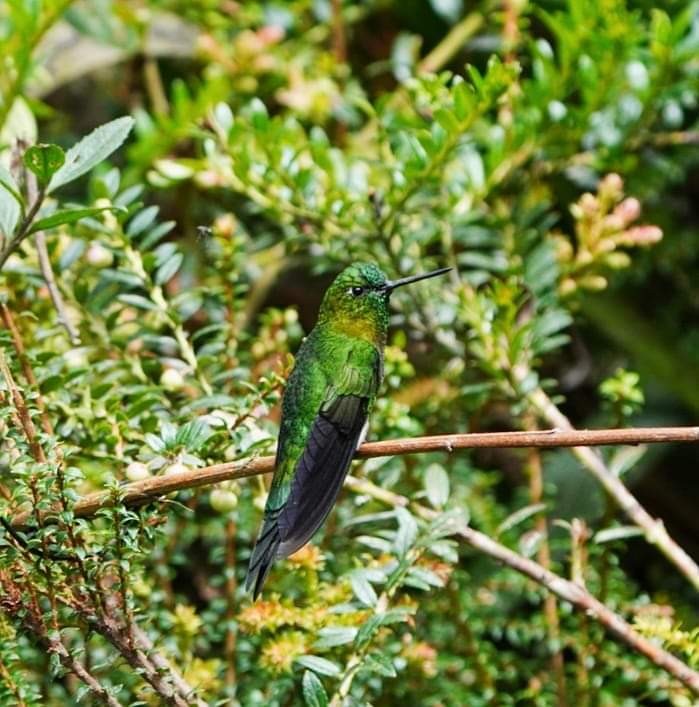 Golden-breasted Puffleg - ML615726943