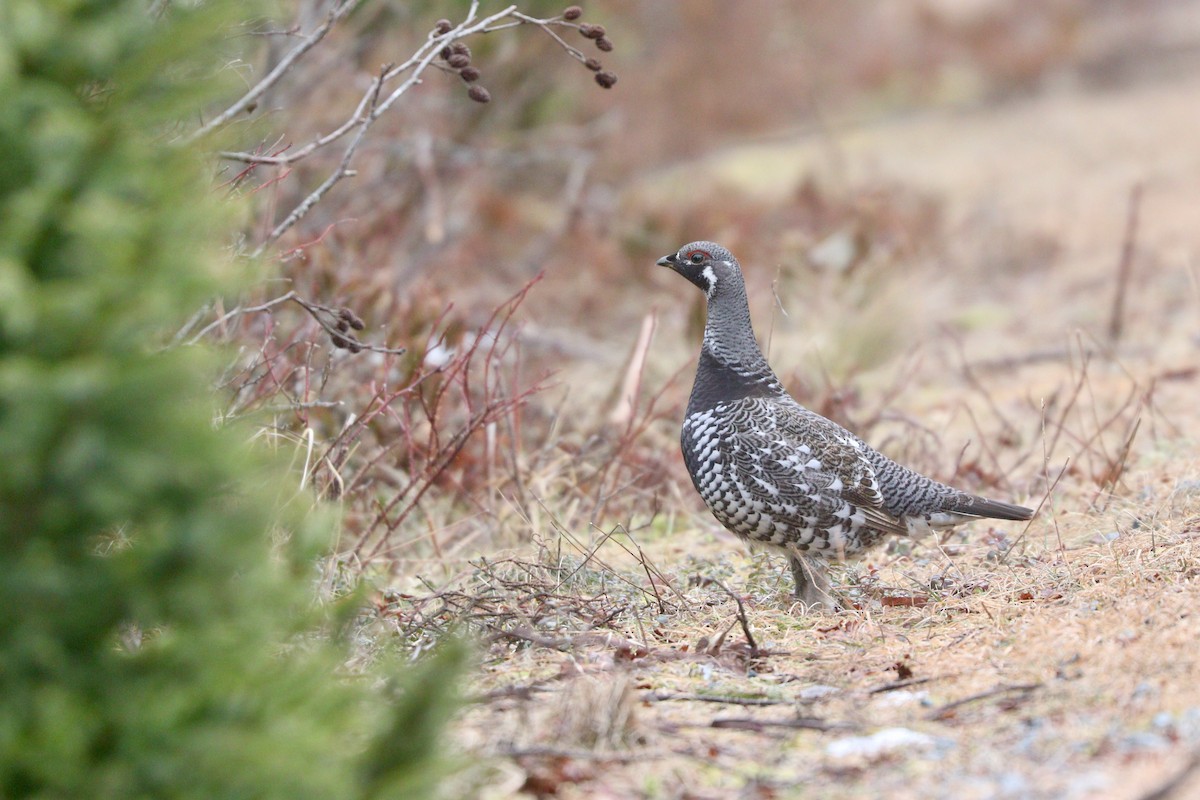 Spruce Grouse - ML615726961