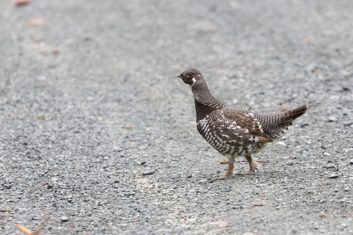 Spruce Grouse - ML615726967