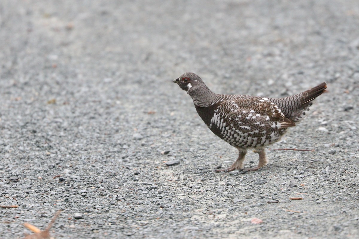 Spruce Grouse - ML615726972