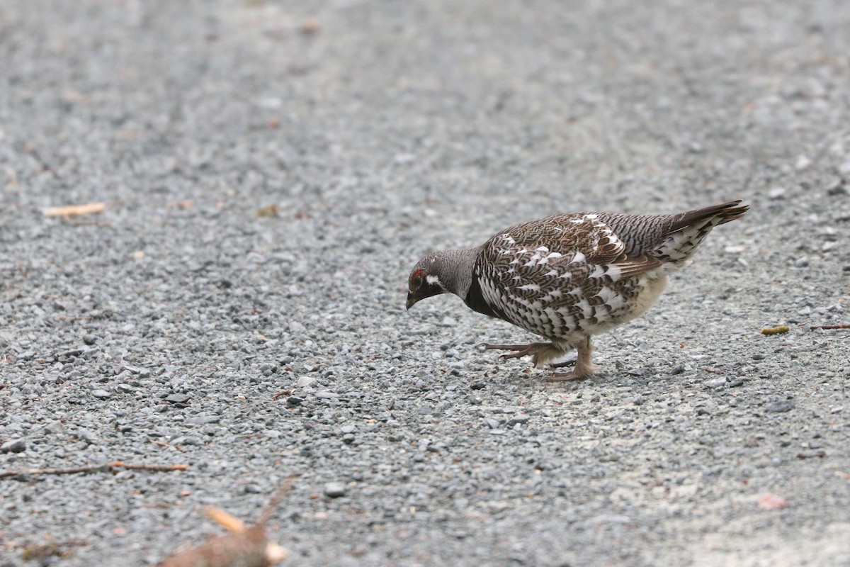 Spruce Grouse - ML615726974