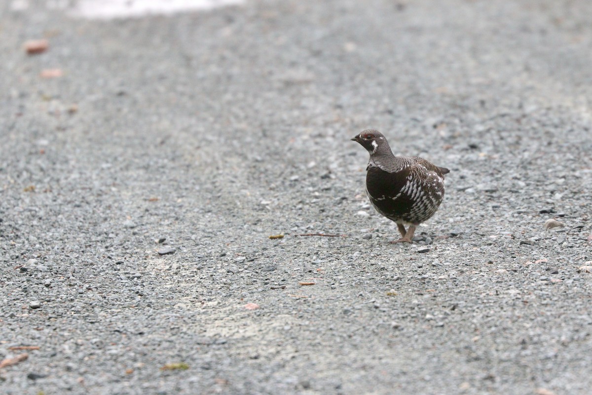 Spruce Grouse - ML615726986