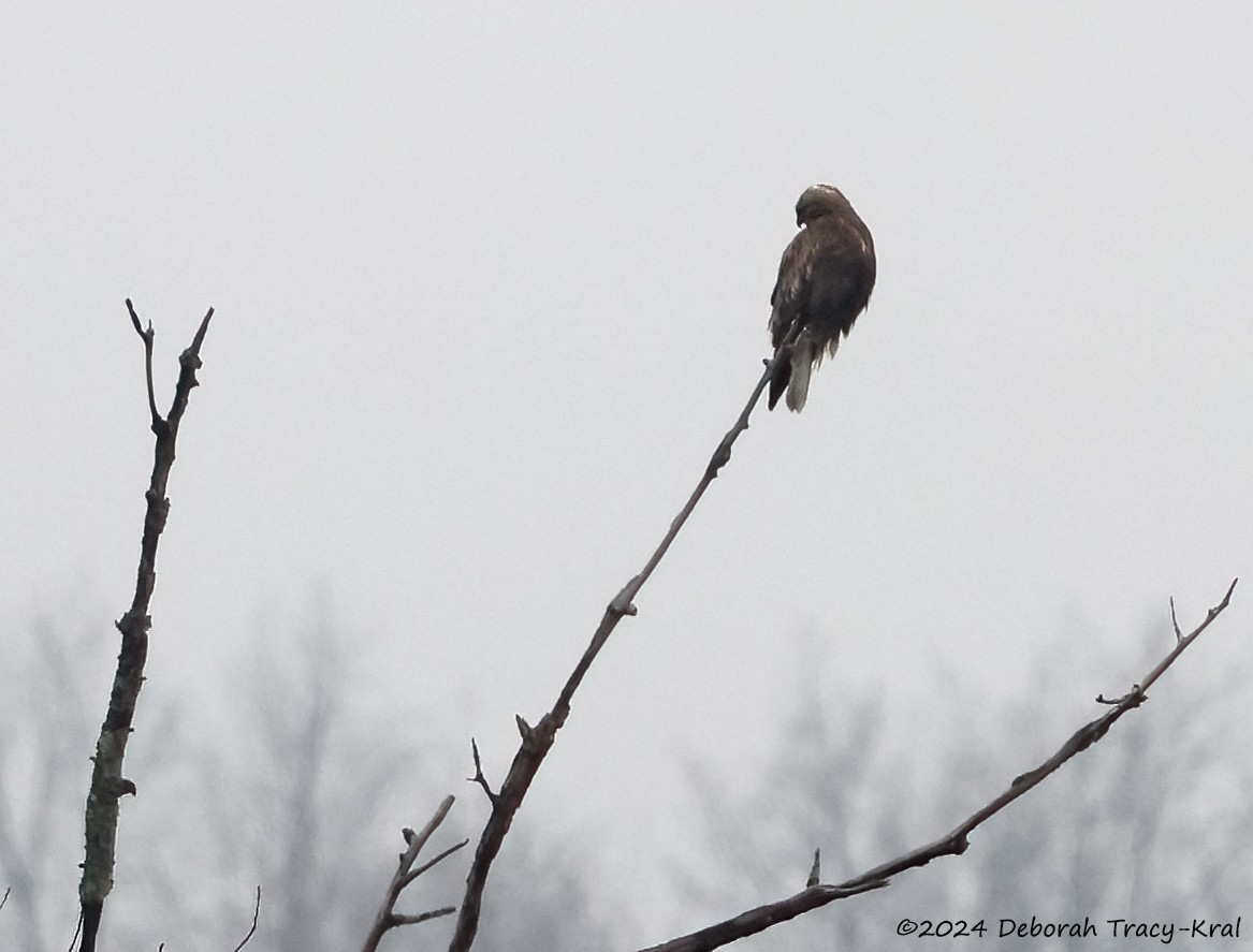 Rough-legged Hawk - ML615727015