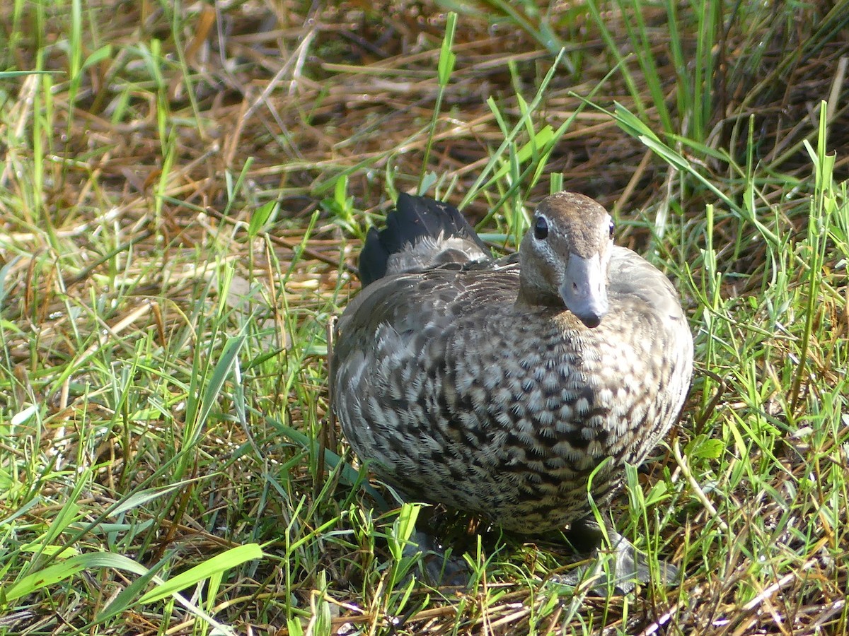 Maned Duck - ML615727049