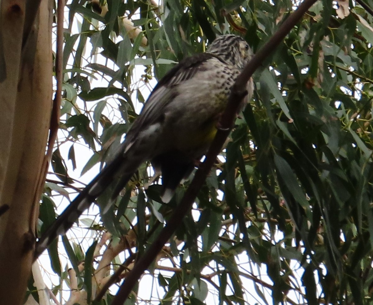 Yellow Wattlebird - ML615727075