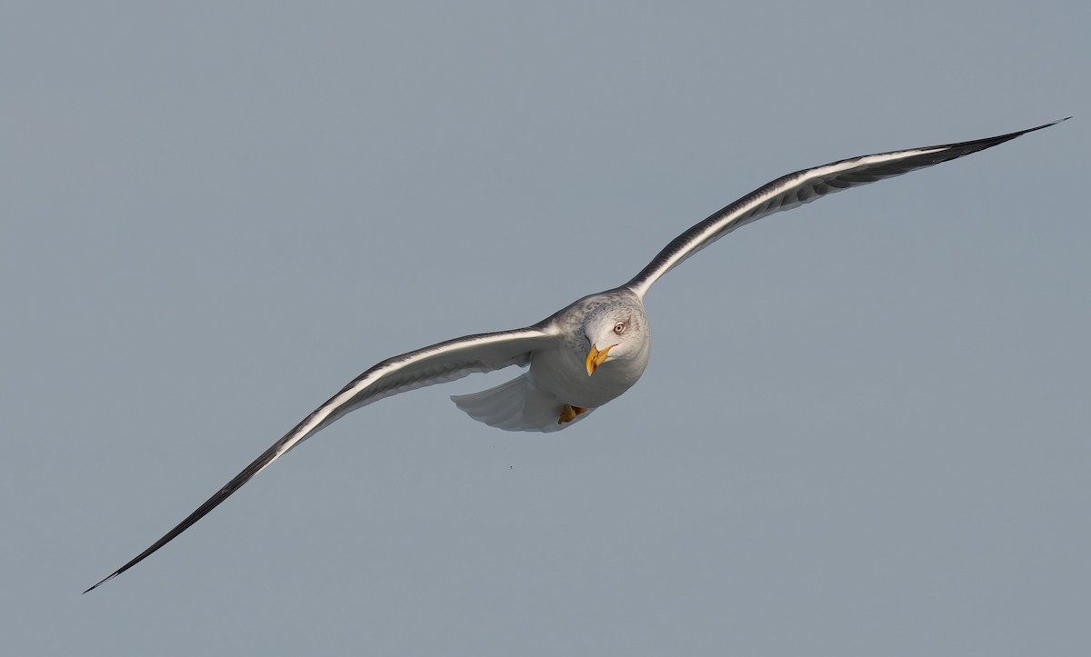 Lesser Black-backed Gull - Ian Topolsky