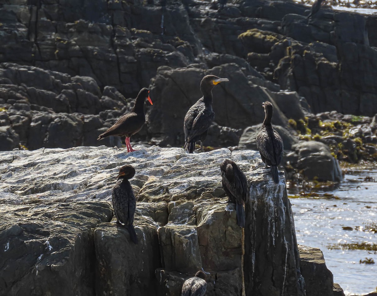 Cape Cormorant - Liette Desfosses