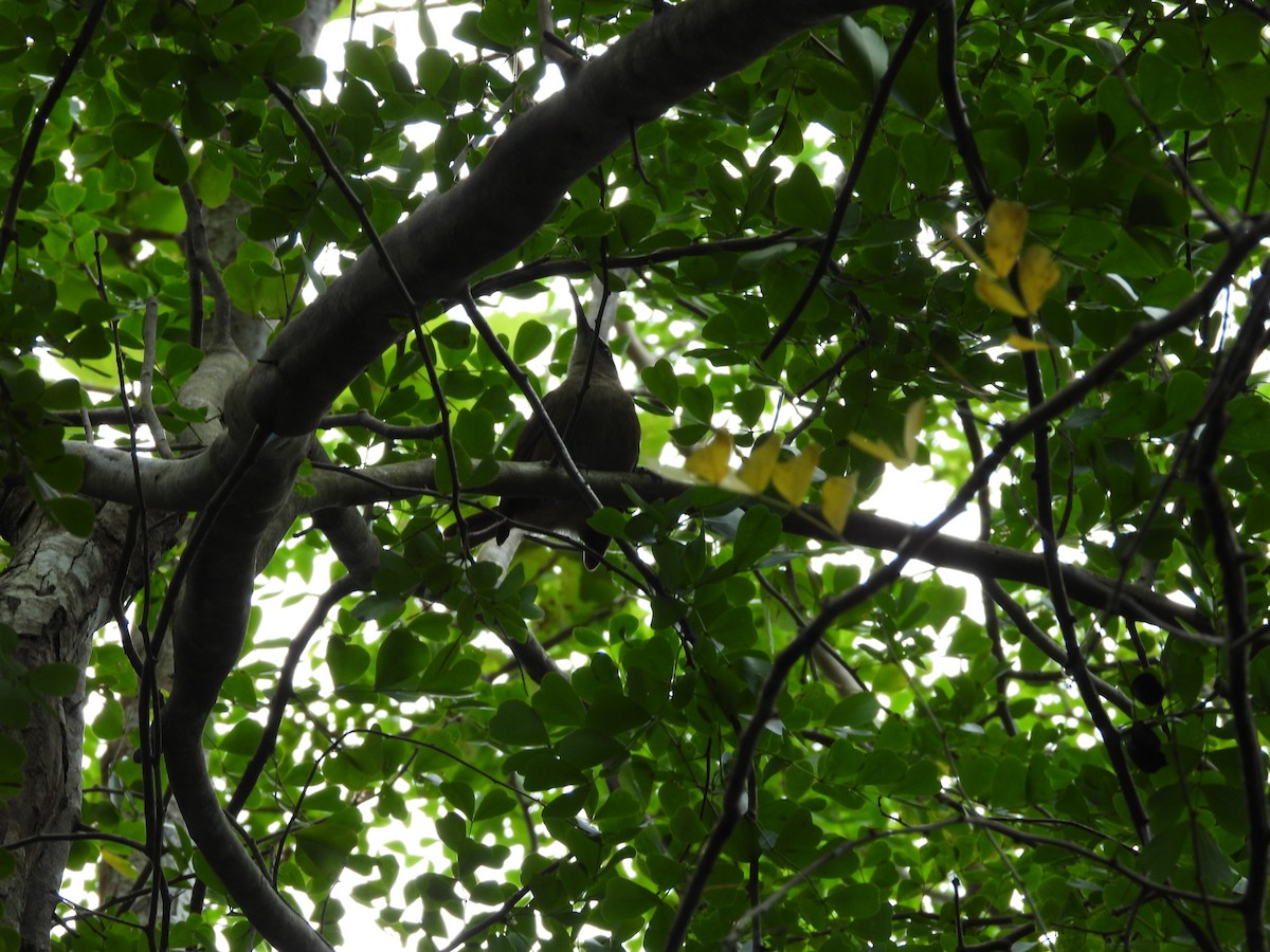 Brown Trembler - ML615727195