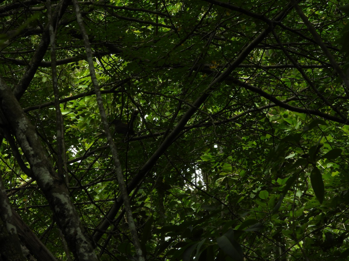 Brown Trembler - ML615727210