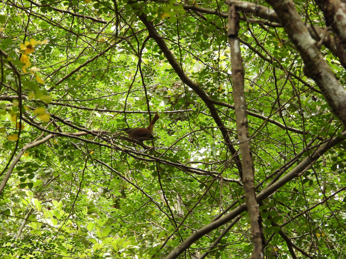 Brown Trembler - ML615727212