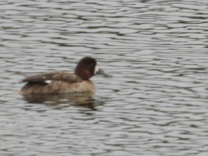 Lesser Scaup - ML615727214